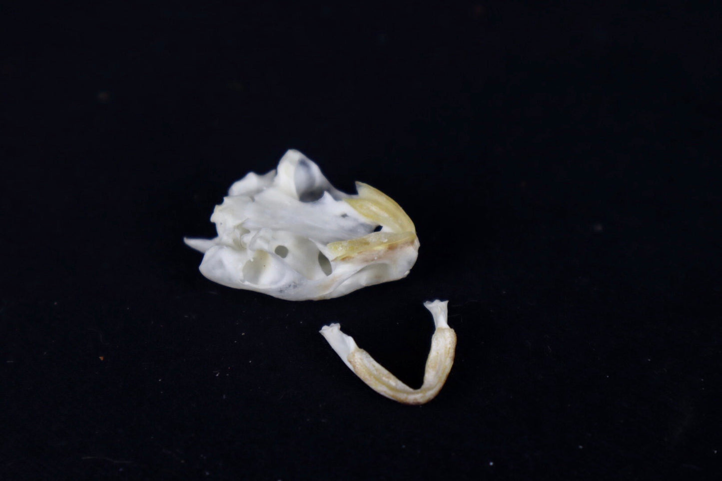 Red Eared Slider Skull