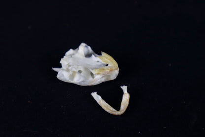 Red Eared Slider Skull