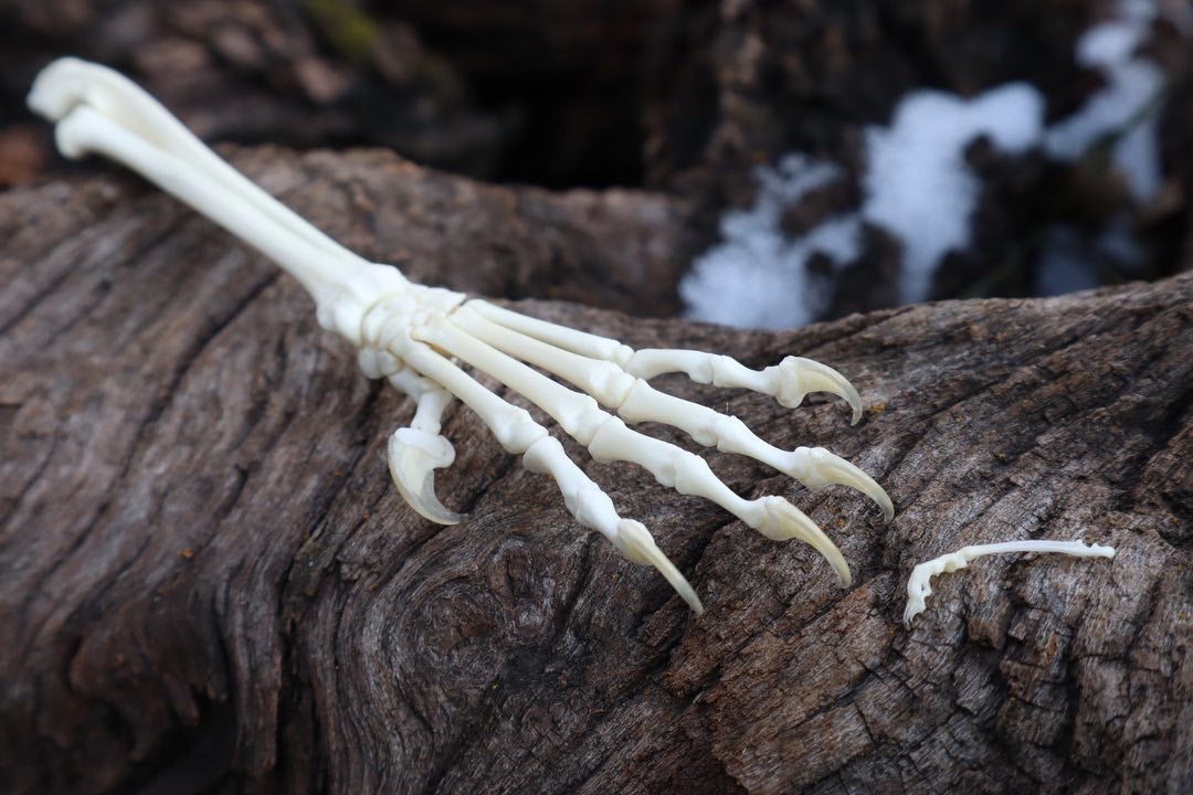 Kitten and Mouse Paw with Radius & Ulna Articulation – Freyja's Forest