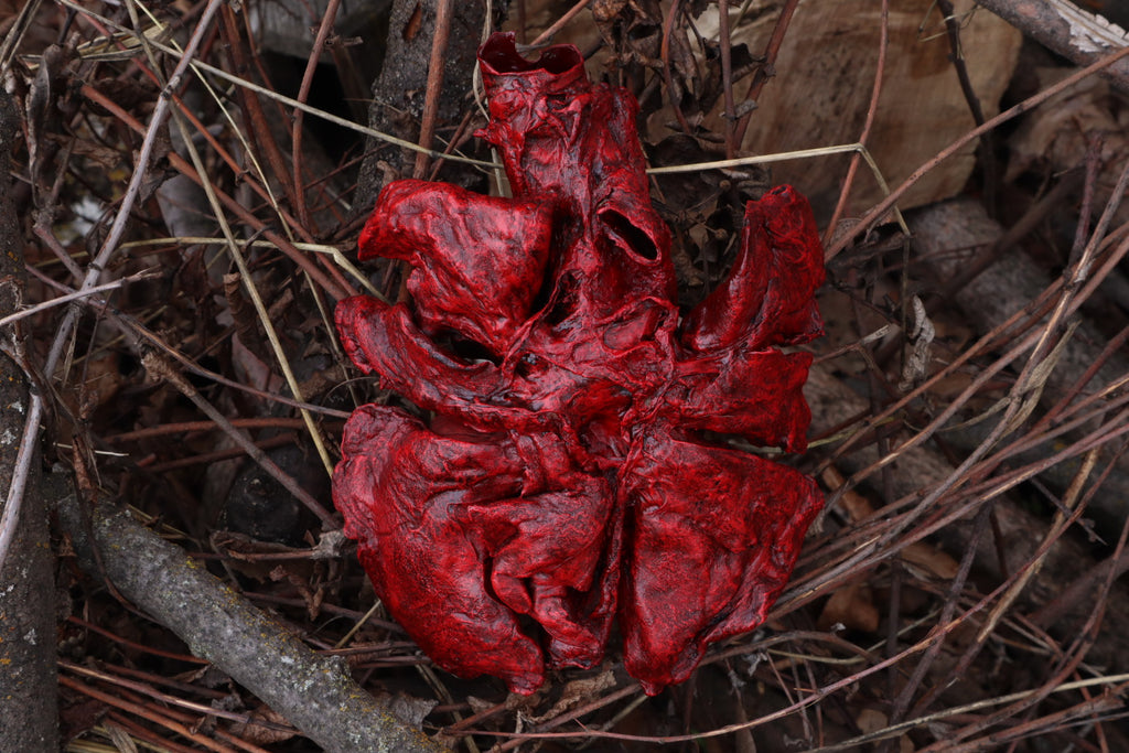 Dry Preserved Gray Wolf Lungs