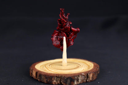Dry Preserved Kitten Lungs in Glass Dome