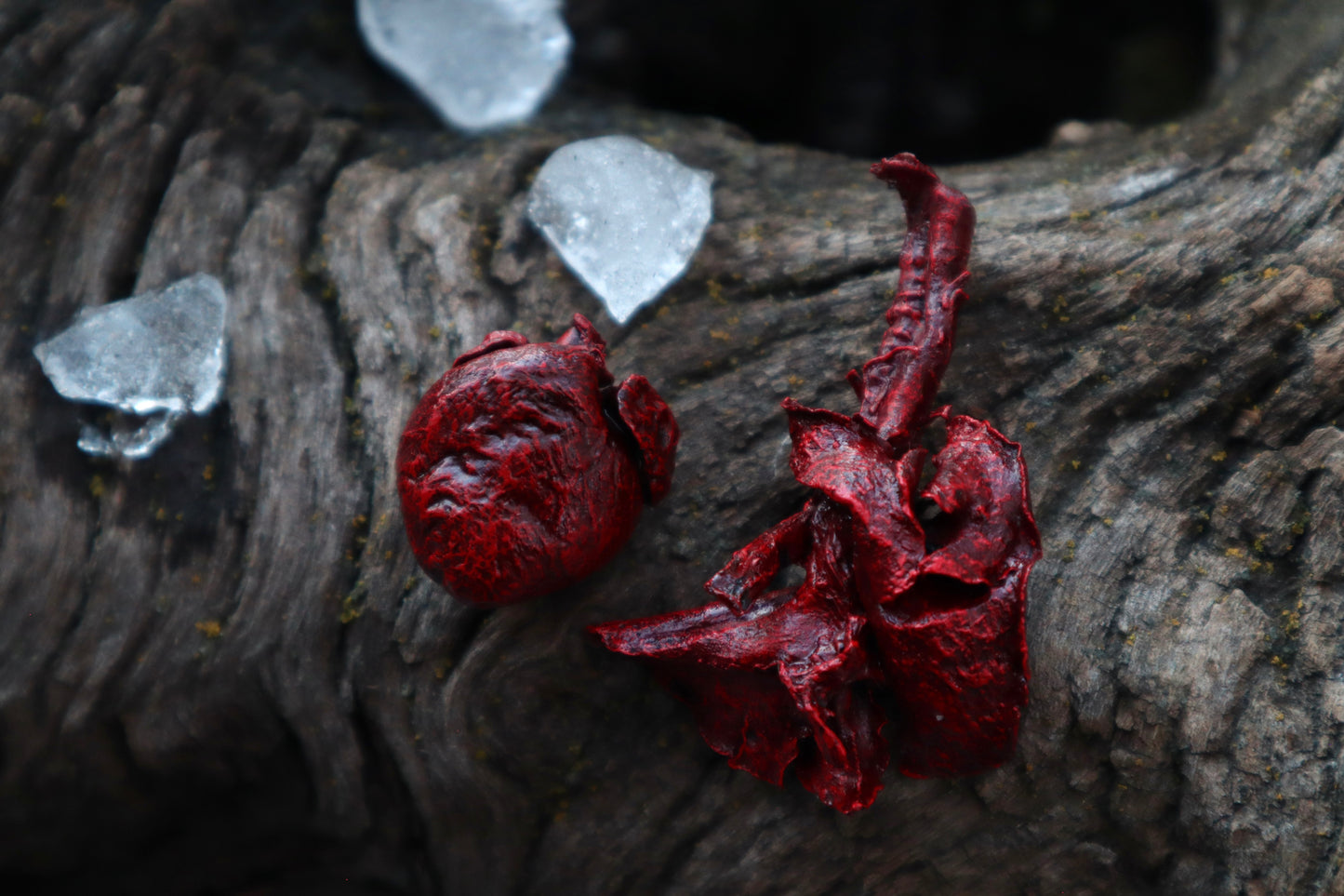 Dry Preserved Cottontail Rabbit Heart and Lungs