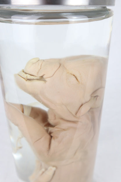 Reserved For Istas Love - Wet Specimen Piglet with Congenital Disorders