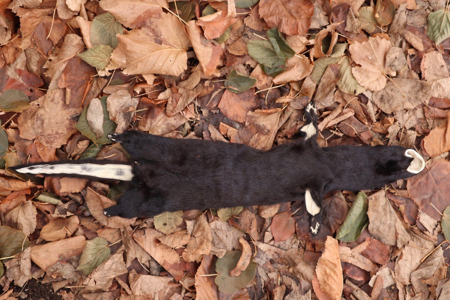 Black Mink Lifesize Pelt