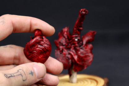 Dry Preserved Red Kangaroo Joey Heart and Lungs in Glass Dome