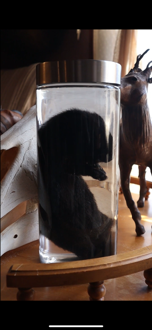 Reserved For K - Wet Specimen Melanistic Mink