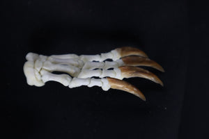 Porcupine Paw Articulation