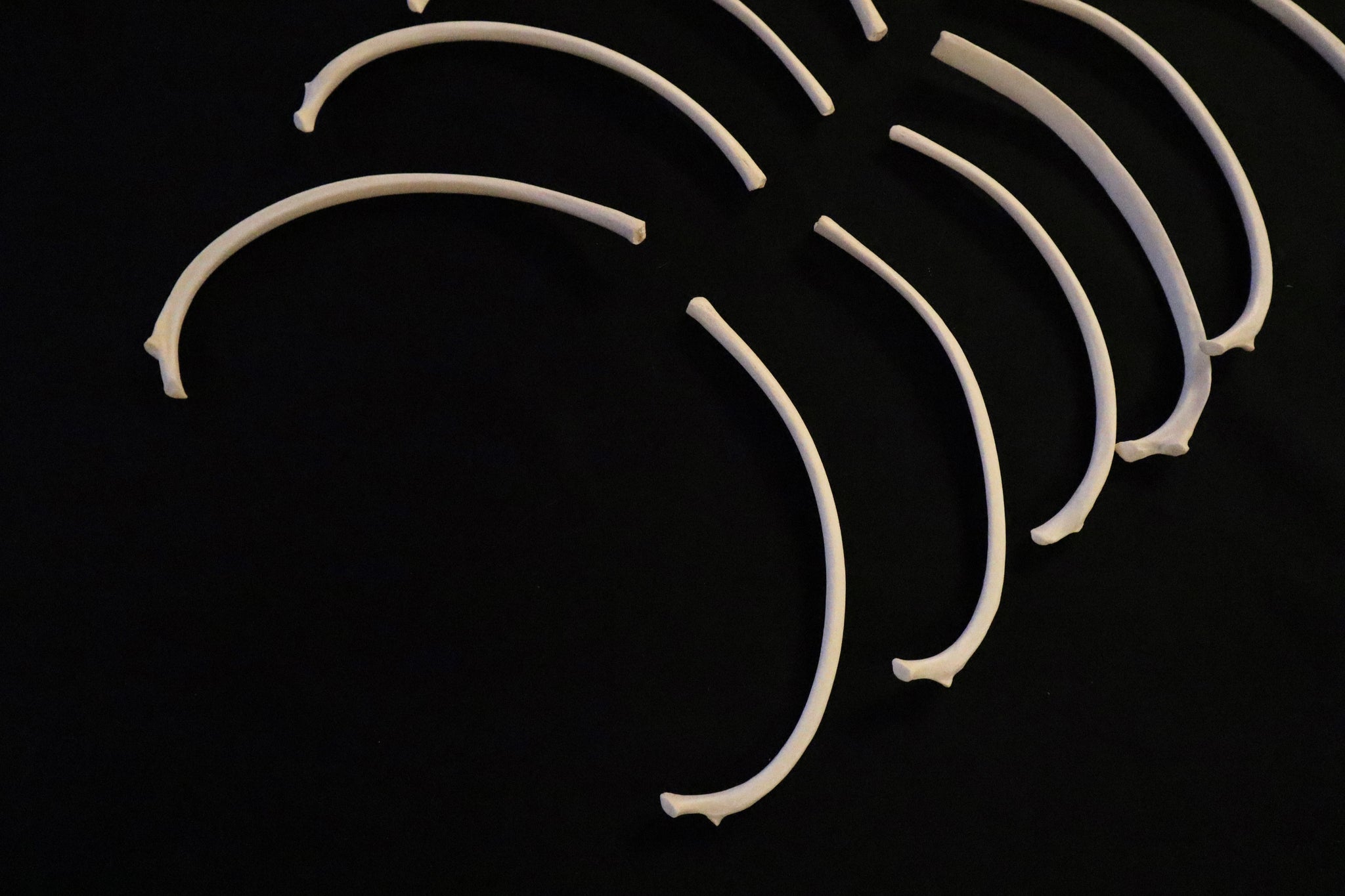 Large Gray Wolf Ribs – Freyja's Forest