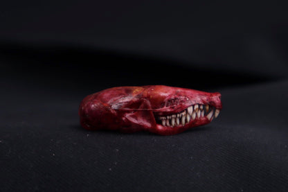 Naturally Stained Mole Skull