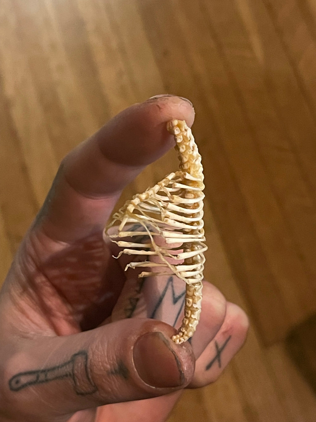 Reserved For Shayne - Craft Articulated Fetal Red Fox Spinal Column