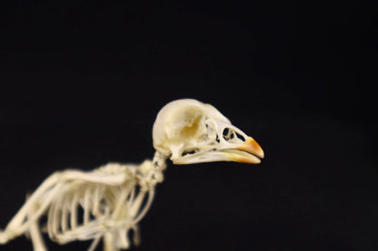 Sub-Adult Chicken Articulation in Glass Display Case