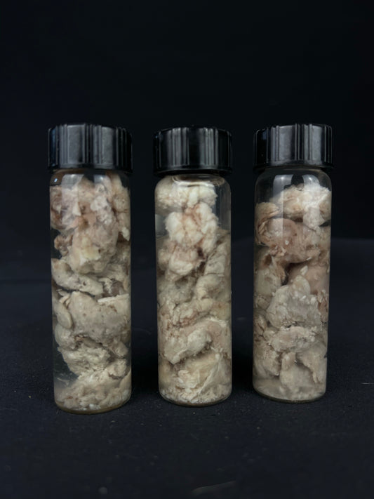 Reserved for Jacque - Gray Wolf Brain Bits