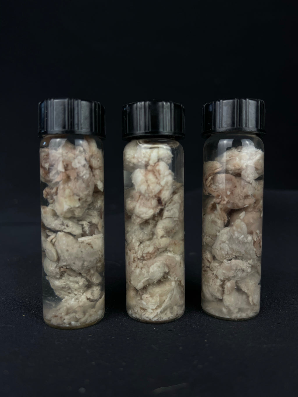 Reserved for Jacque - Gray Wolf Brain Bits