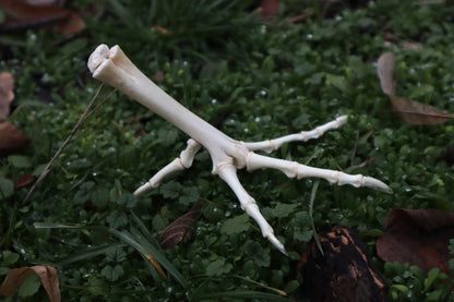 Chicken Foot Articulation