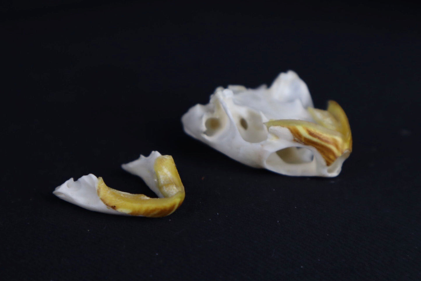 Red Eared Slider Skull