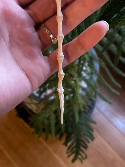 Reserved for Erin - Articulated Red Fox Sternum