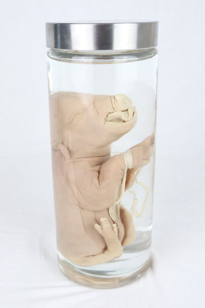 Reserved For Istas Love - Wet Specimen Piglet with Congenital Disorders