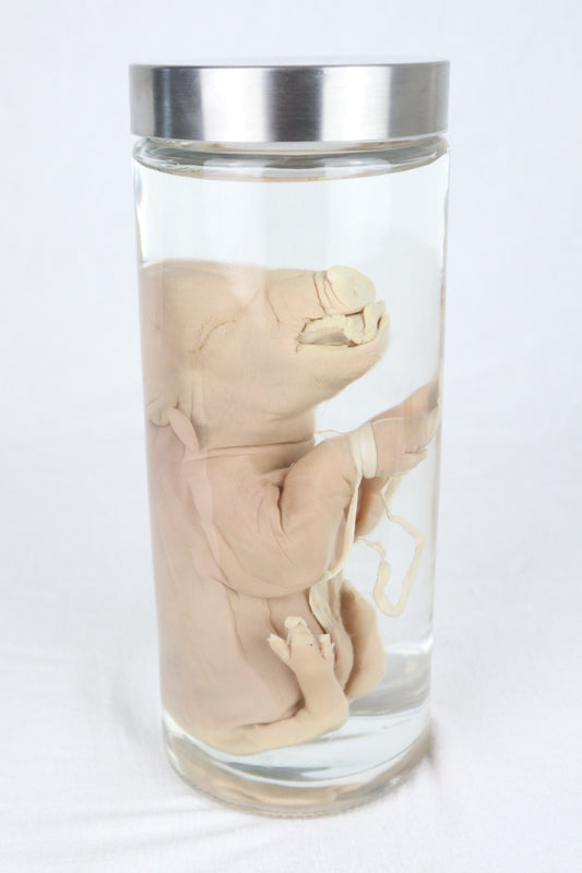Reserved For Istas Love - Wet Specimen Piglet with Congenital Disorders