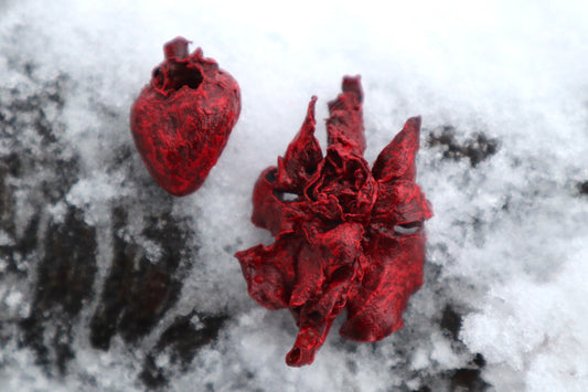 Dry Preserved Kitten Heart and Lungs
