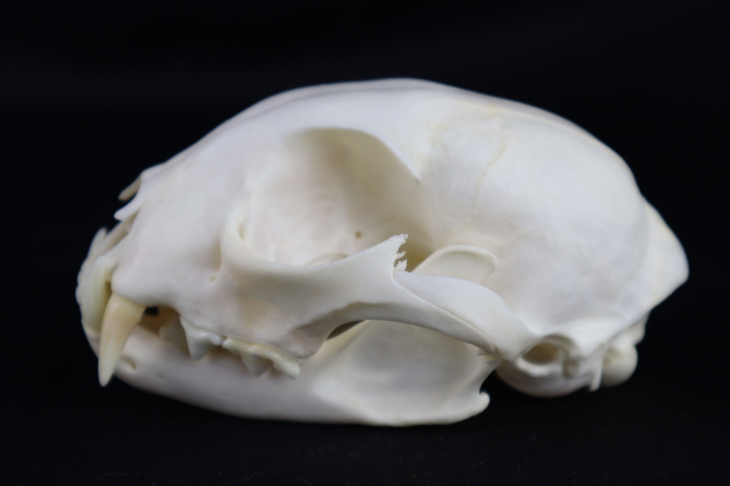Reserved for Amberley Levine - Alaskan Lynx Skull