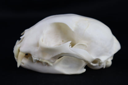 Reserved for Amberley Levine - Alaskan Lynx Skull