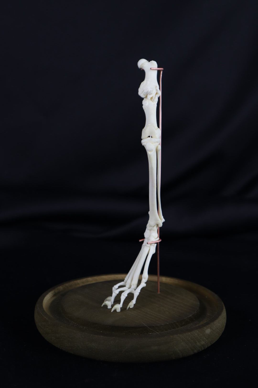 Pathological Domestic Kitten Leg Articulation