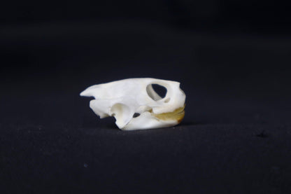 Red Eared Slider Skull