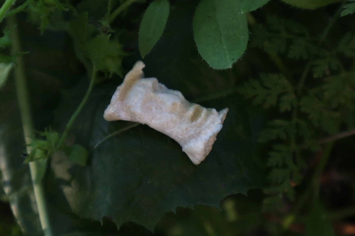 Gray Wolf Bone Monk Sculpture