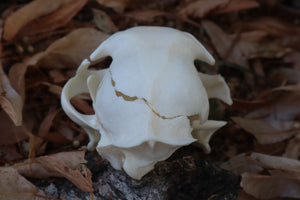 Reserved for Cam - Craft Bobcat Skull