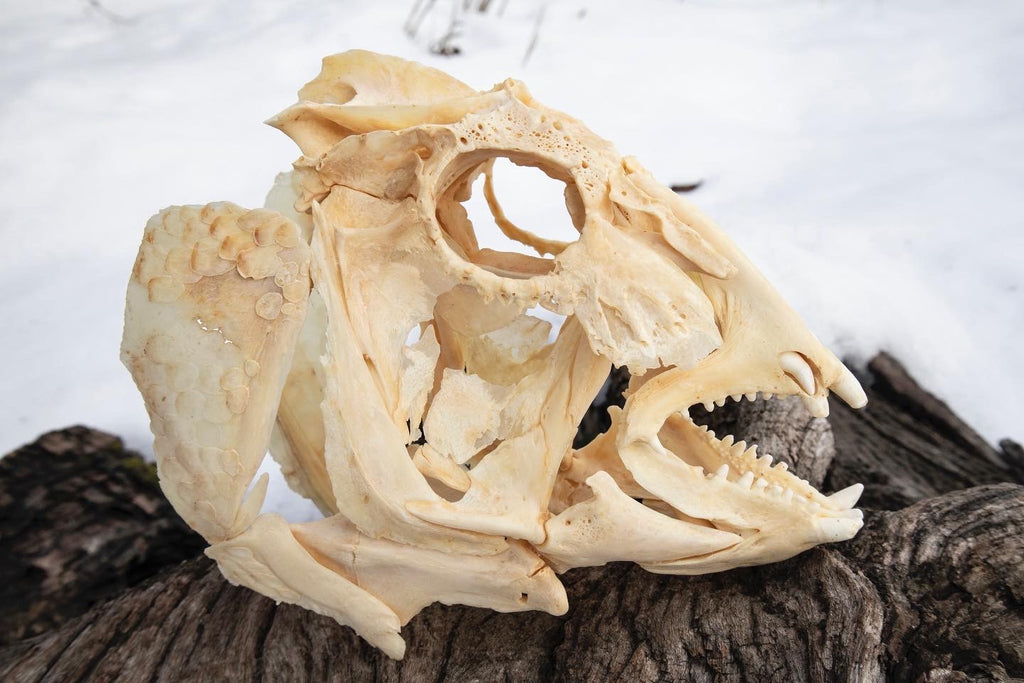 Reserved For Jared - Wrasse Fish Skull