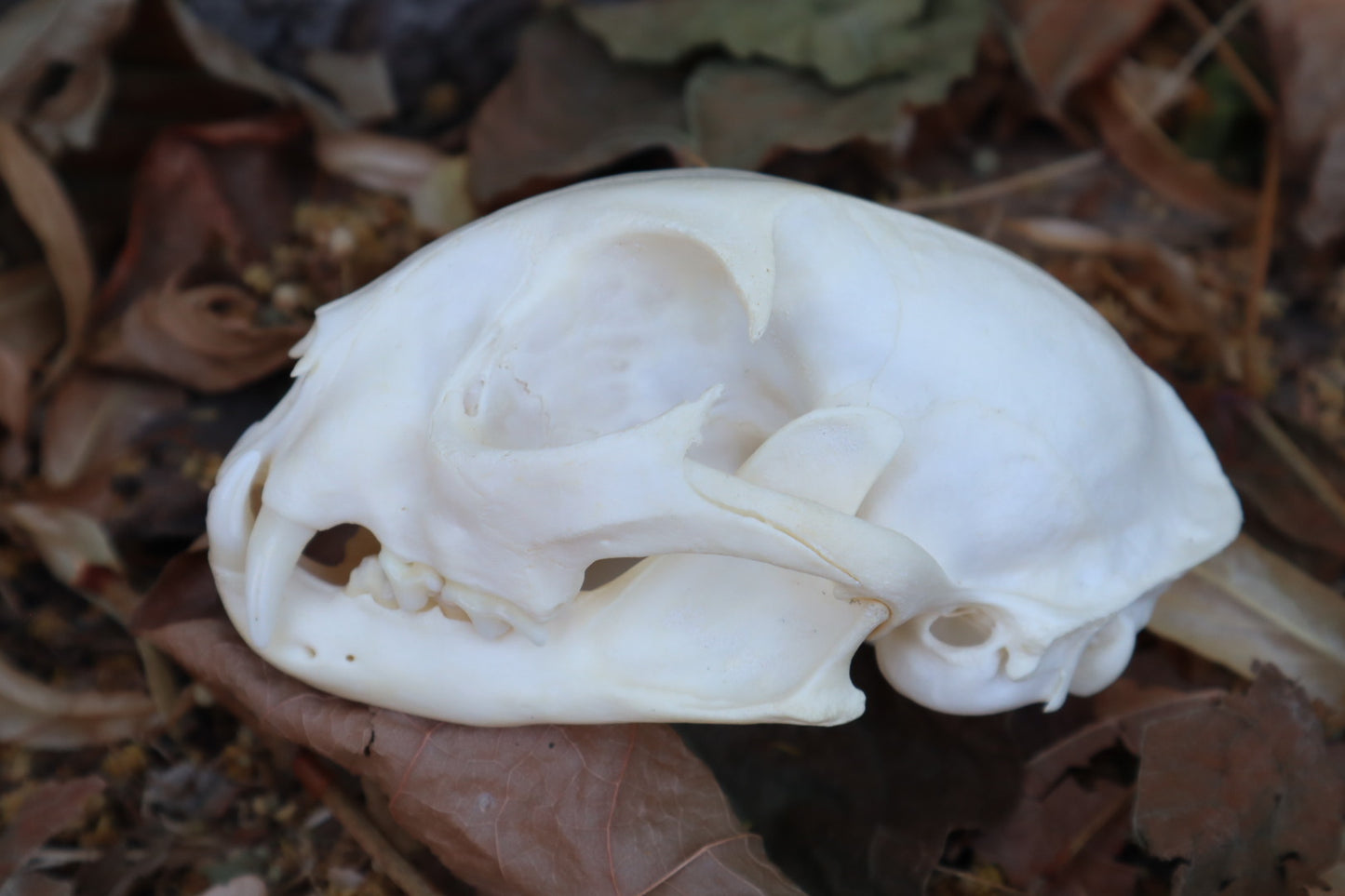 Reserved for Gabi - Bobcat Skull
