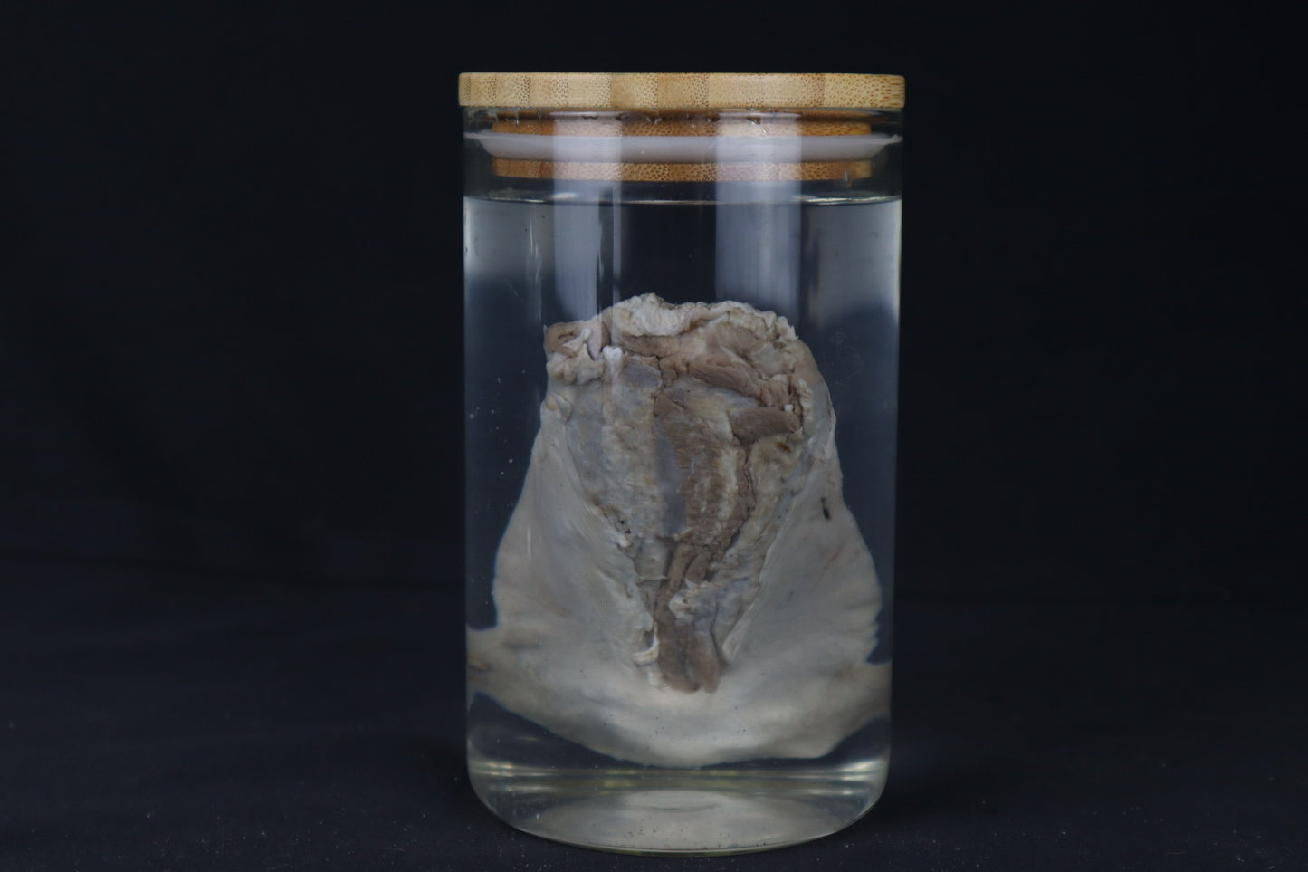 Mountain Lion Tongue Wet Specimen