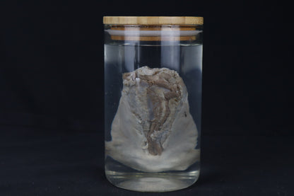 Mountain Lion Tongue Wet Specimen