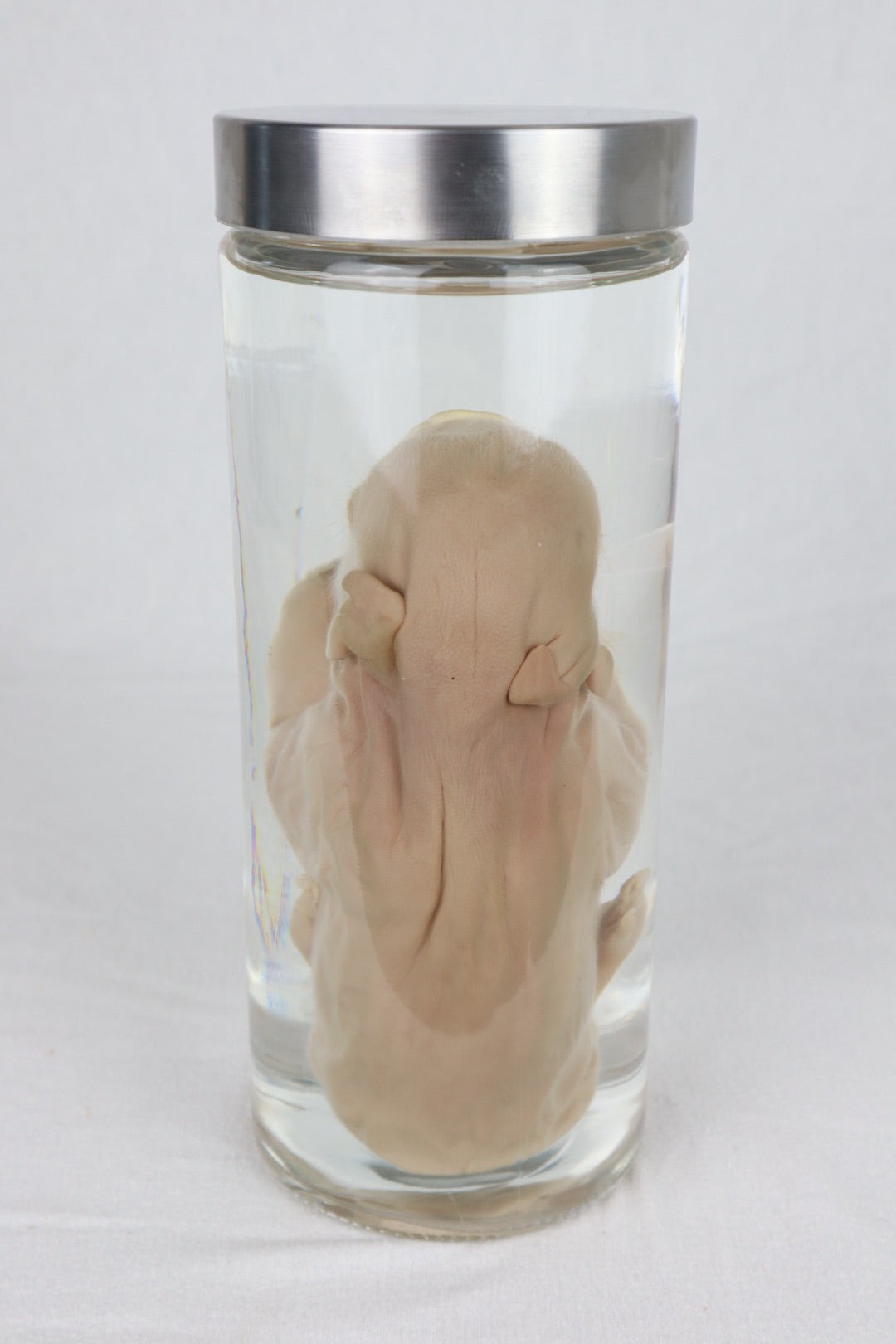 Wet Specimen Piglet with Congenital Disorders