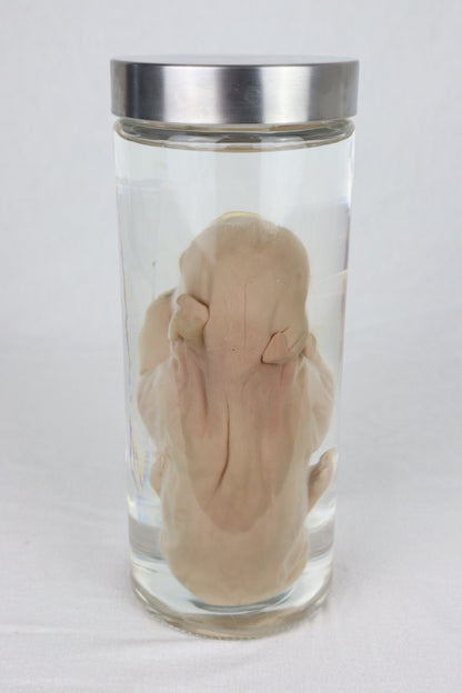 Wet Specimen Piglet with Congenital Disorders