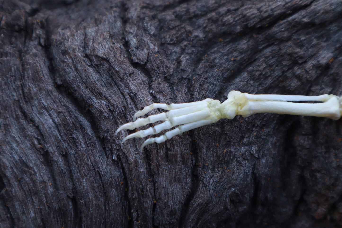 Stillborn Kitten Leg Articulation