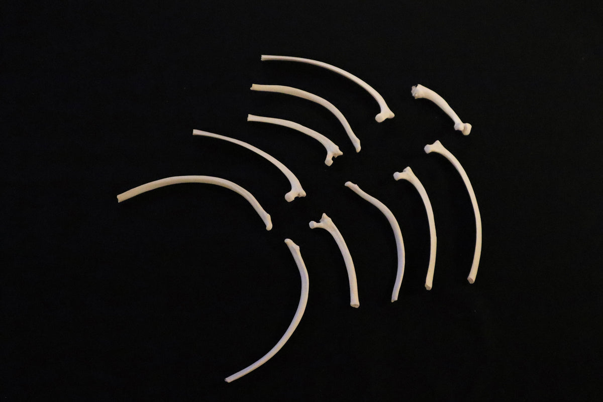 Gray Wolf Rib – Freyja's Forest