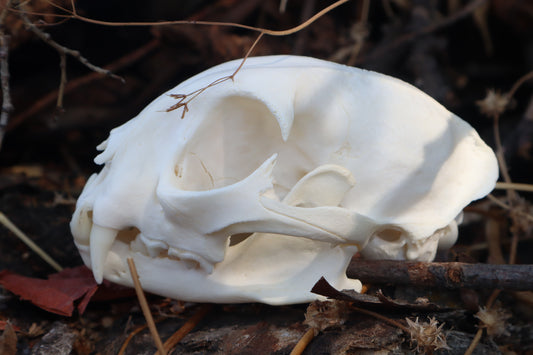 Reserved for Cora - Geriatric Bobcat Skull
