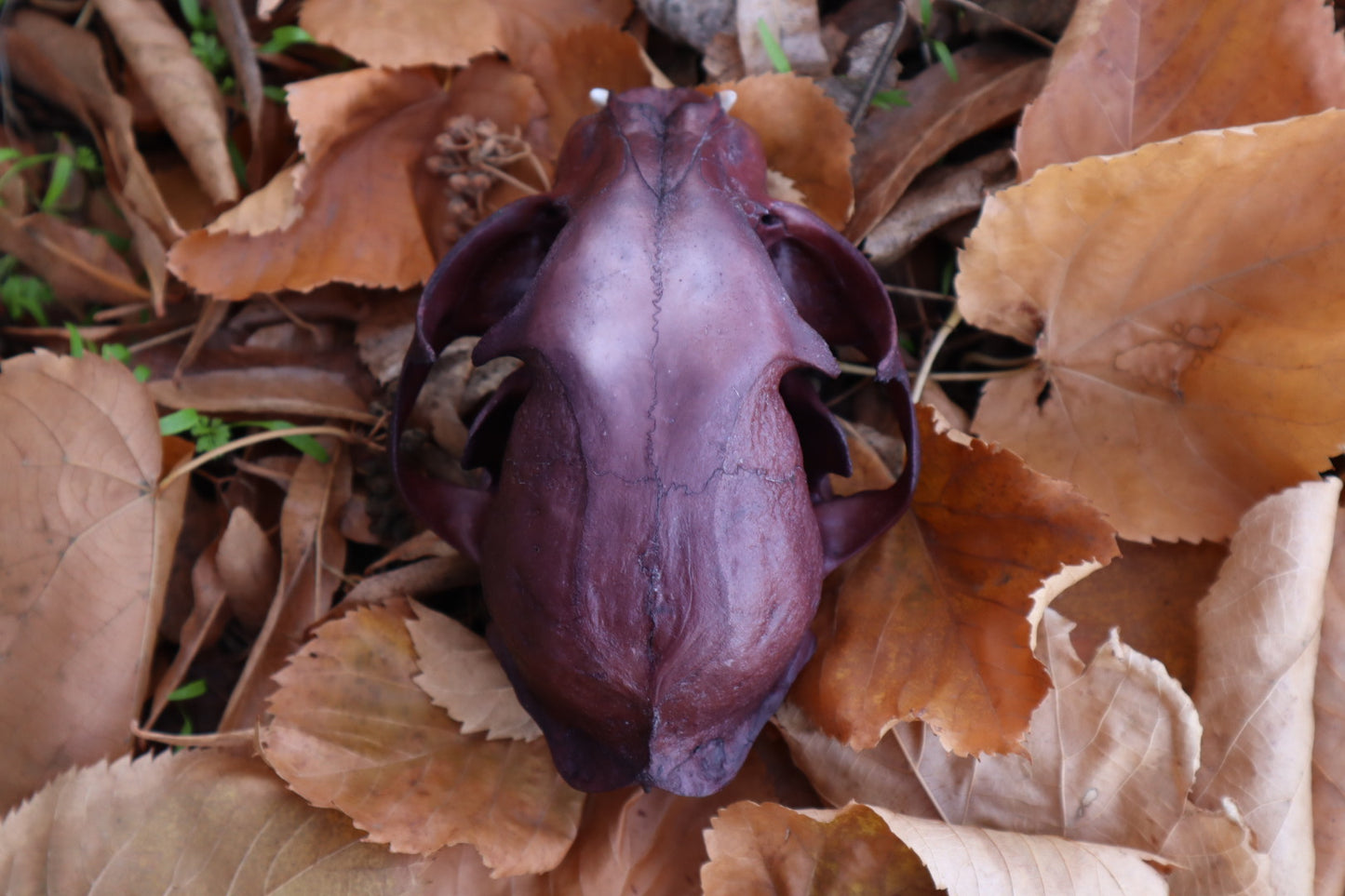 Reserved for Kristina - Naturally Stained Alaskan Lynx Skull