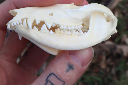 Juvenile Opossum Skull