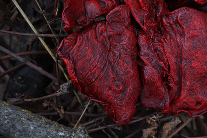 Dry Preserved Gray Wolf Lungs