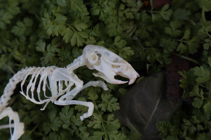 Reserved for Liz - Mouse Skeleton Articulation