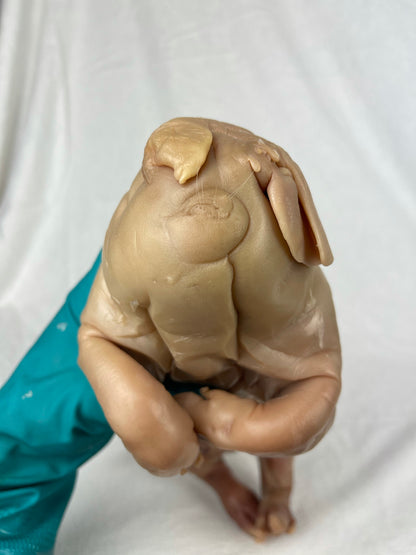 Reserved For Mariah - Wet Specimen Piglet with Congenital Disorders