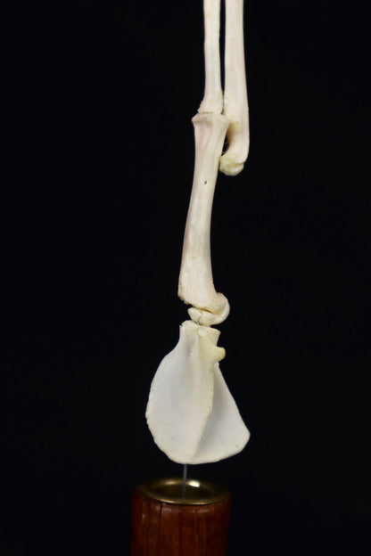 Domestic Kitten Arm Articulation