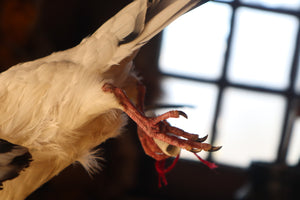 Taxidermy Pigeon