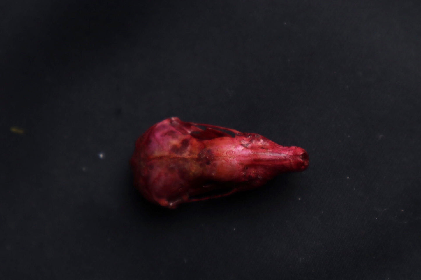 Naturally Stained Mole Skull