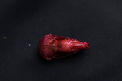 Naturally Stained Mole Skull