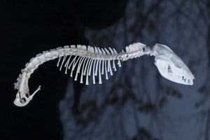 Opossum Joey Partial Skeleton Articulation