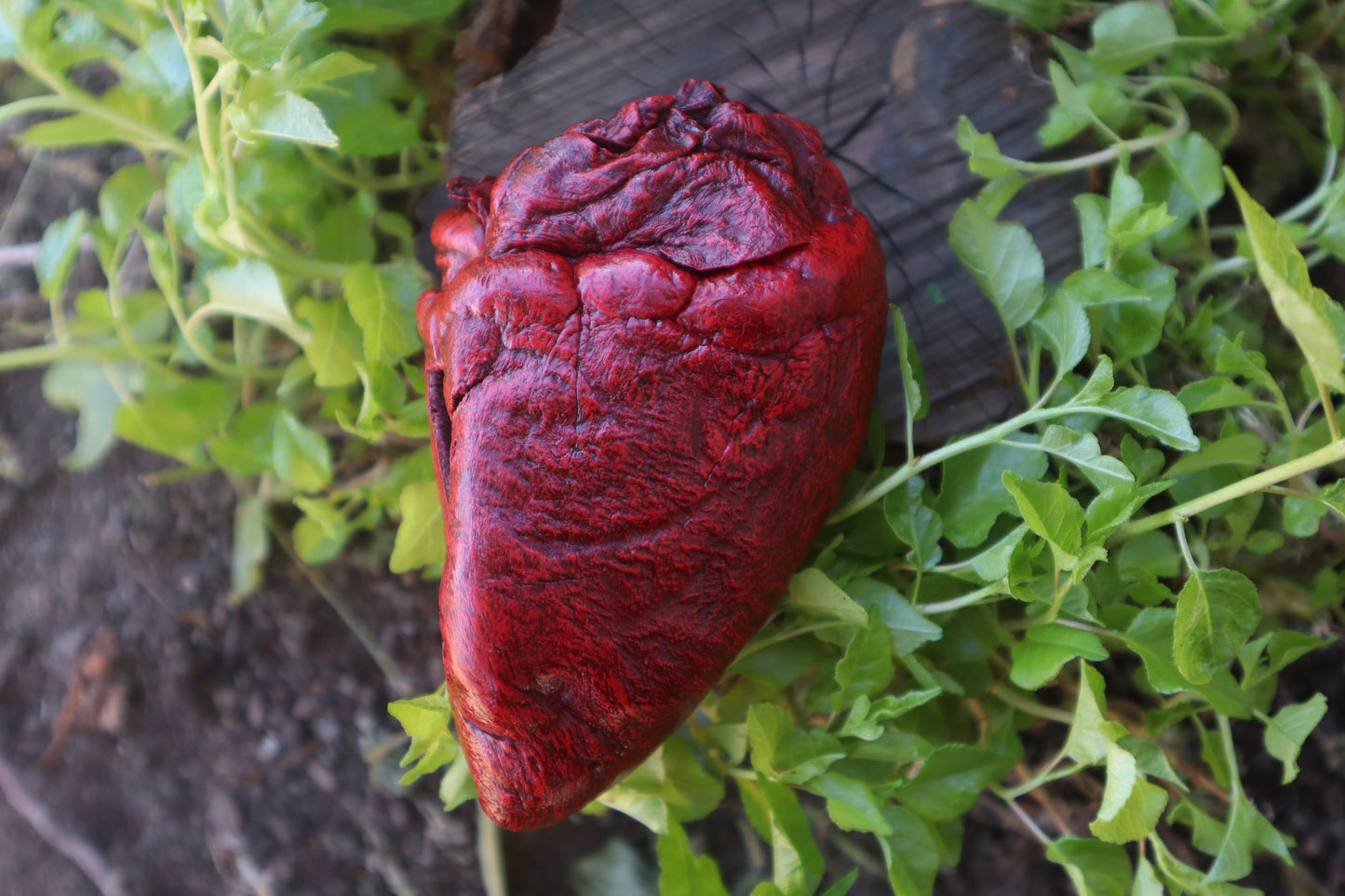 Reserved for Vinette - Dry Preserved Whitetail Deer Heart
