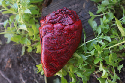 Reserved for Vinette - Dry Preserved Whitetail Deer Heart